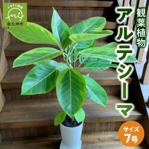 【ふるさと納税】観葉植物 アルテシーマ1鉢