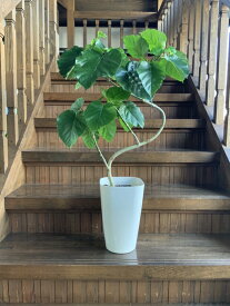 【ふるさと納税】観葉植物 ウンベラータ1鉢