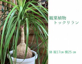 楽天市場 トックリラン 花 観葉植物 花 ガーデン Diy の通販