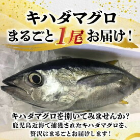 【ふるさと納税】鹿児島近海キハダマグロ1尾 008-57【配送不可地域：離島】【1710452】