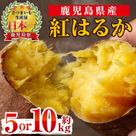 【ふるさと納税】＜内容量が選べる！＞《期間限定》鹿児島県産紅はるか生芋(5kg or 10kg) 鹿児島 お芋 さつまいも サツマイモ 薩摩芋 焼き芋 おかず スイーツ 【弐番屋】