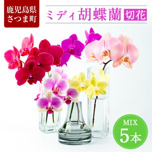 生花 胡蝶蘭 5本の人気商品 通販 価格比較 価格 Com