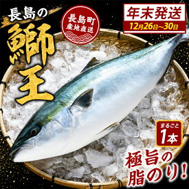 【ふるさと納税】＼選べる年末12/26～30発送 先行予約／テレビで紹介ぶりの王様「 鰤王 」 まるごと1本 (約3.5kg〜) 先行予約 産地直送 長島町 特産品 ブランド 鰤 冷蔵 ふるさと納税 ぶり 刺身 ぶりしゃぶ ぶり大根 海鮮丼 【JFA】jfa-7115-26