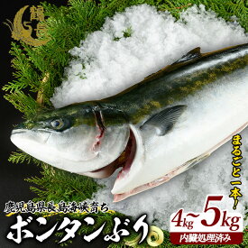 【ふるさと納税】＼年末発送も選べる／ボンタンぶり まるごと1本(内臓処理済) 長島町 特産品 の 柑橘 ボンタン を食べた 臭みのない 鰤 産地直送 ブランド ぶり 冷蔵 ふるさと納税 ぶり 刺身 ぶりしゃぶ ぶり大根 海鮮丼【鶴長水産】turu-7314