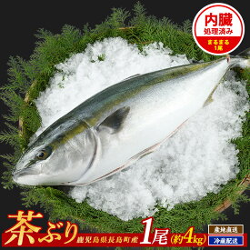 【ふるさと納税】高評価★5 茶ぶり 1尾（内臓処理済　約4kg） セミドレス(えら・内臓除去済み) 長島町 特産品 緑茶 配合の餌 を食べた ブランド 鰤 産地直送 ぶり 冷蔵 ふるさと納税 ぶり 刺身 ぶりしゃぶ ぶり大根 海鮮丼 ふるさと 人気 ランキング 【ウスイ】usui-6120R7