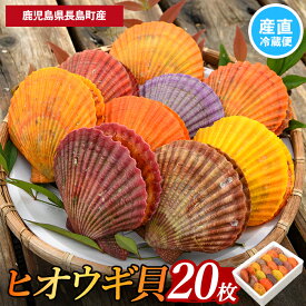【ふるさと納税】＜先行受付＞長島特産！ヒオウギ貝(20個) 国産 九州産 鹿児島 長島町 海鮮 魚介 貝 緋扇貝【口之福浦ヒオウギ貝出荷グループ】kuchi-7189