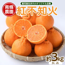 【ふるさと納税】【先行予約】紅 不知火 (3L・2L) 約3kg しらぬい みかん ミカン 蜜柑 柑橘 果物 くだもの フルーツ 3キロ 国産 九州 鹿児島県産 長島 ふるさと 人気 ランキング 【南條農園】nannjyo-7260