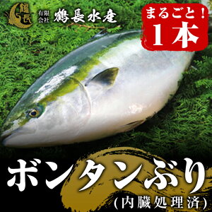 ぶり 1本 魚の人気商品 通販 価格比較 価格 Com