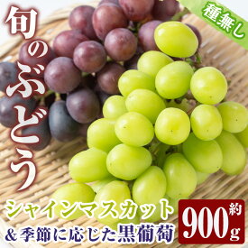 【ふるさと納税】≪期間限定！先行予約受付中！2025年8月中旬以降順次発送≫ シャインマスカット・黒ぶどうセット(計2房・約900g) シャインマスカット マスカット 葡萄 ぶどう ブドウ クインニーナ ナガノパープル 果物 くだもの フルーツ 旬 種無し 種なし 【大倉野 隆】