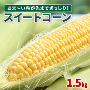 yӂ邳Ɣ[Łz ystzƂ낱 ̊X XC[gR[ ( S[hbV ) 4 5 6 1.5kg | gERV R[  ₳  Â   蒬