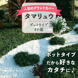 【ふるさと納税】 《事前予約受付》 タマリュウ （ 玉竜 ） ポットタイプ （80個）【 生産者直送 】 タマリュウポット グランドカバー | ガーデニング ガーデニング用品 芝生 造園 下草 草抑え