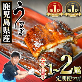 【ふるさと納税】《高評価★4.72獲得》【数量限定】＜定期便選べる＞東串良町のうなぎ蒲焼(無頭・タレ、山椒付)＜1尾～6尾 / 定期便・2尾×3回＞ ふるさと納税 うなぎ ふるさと ウナギ 鰻 蒲焼き 定期便 国産 九州産 鹿児島県産 人気 ランキング おすすめ 【アクアおおすみ】