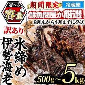 【ふるさと納税】＼高評価★4.85獲得！／《選べる容量！》＜訳あり＞朝獲れ発送！鮮魚問屋が厳選した氷締め伊勢海老(総量500g～5kg以上) 伊勢エビ 伊勢えび 刺身 さしみ えび 海老 魚介類 海鮮 刺身 塩焼き 訳あり 訳アリ 【江川商店】