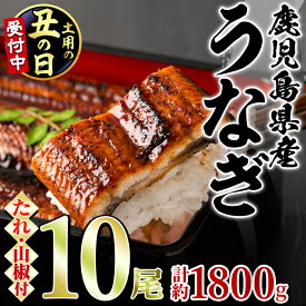 【ふるさと納税】＼高評価★4.78獲得！／＜丑の日発送も選べる！＞東串良町のうなぎ蒲焼(無頭)(10尾・計約1,800g・タレ、山椒付) うなぎ 蒲焼長焼 ウナギ 鰻 蒲焼き 国産うなぎ 国産 九州産 鹿児島 鹿児島県産 人気 ランキング 高級 丑の日【アクアおおすみ】【0634364a】