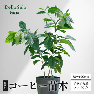 yӂ邳Ɣ[ŁzϏܗpR[q[c 80cm`100cm ArJ eBsJ DS-2 | c A O[ Ϗ 蓤̖  R[q[̖ ϗtA   ЃfZ[