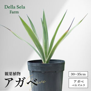 yӂ邳Ɣ[ŁzAKx 30cm`35cm/M(nNZRE) DS-3bA ϗtA K[fjO CeA _ k Y Ă₷    ЃfZ[