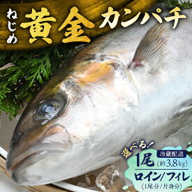 【ふるさと納税】【着日指定可】鹿児島 ねじめ黄金カンパチ 1尾 約3.8kg (3.6～4.0kg) JF-501 | 魚 直送 冷蔵 養殖 根占 さかな 身が引き締まった かんぱち 漁師 刺身 寿司 しゃぶしゃぶ ぷりぷり食感 鹿児島県 南大隅町 ねじめ漁業協同組合