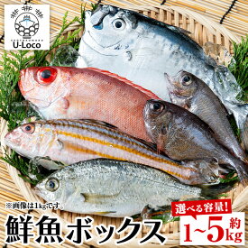【ふるさと納税】漁師厳選！ロコフィッシュ(地魚) 下処理済 鮮魚 ボックス(約1〜5kg)【発泡スチロール包装 or エコ包装(段ボール)】 地魚 魚 1kg 2kg 3kg 4kg 5kg 冷蔵 新鮮 加工品 未利用魚 低利用魚 焼き魚 刺し身 刺身 鮮魚セット 鮮魚ボックス 鮮魚BOX 【昌徳丸】