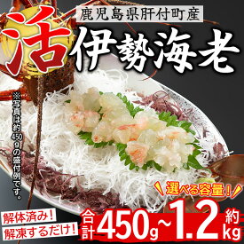 【ふるさと納税】＜容量が選べる！＞【活き〆冷凍】肝付町内之浦産 伊勢海老(えっがね)の刺身 (約450g or 約650g or 約850g or 約1〜1.2kg) 鹿児島 国産 海老 えび エビ 伊勢海老 海の幸 海鮮 生えび 刺身 さしみ 冷凍 真空パック 【網元】