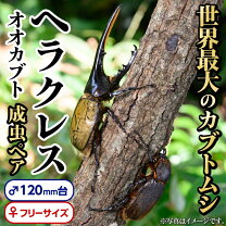 楽天市場】ヘラクレスオオカブト 成虫ペアの通販