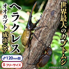 【ふるさと納税】ヘラクレスオオカブト (ヘラクレスヘラクレス) 成虫ペア オス(120mm台) メス(フリーサイズ) 鹿児島 ヘラクレス カブトムシ かぶとむし 雄 オス 昆虫 虫 むし 成虫 生体 飼育 生き物 生物【ビートル倶楽部】