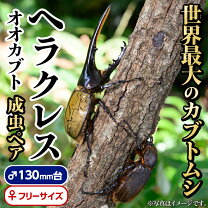 楽天市場】ヘラクレスオオカブト 成虫ペアの通販