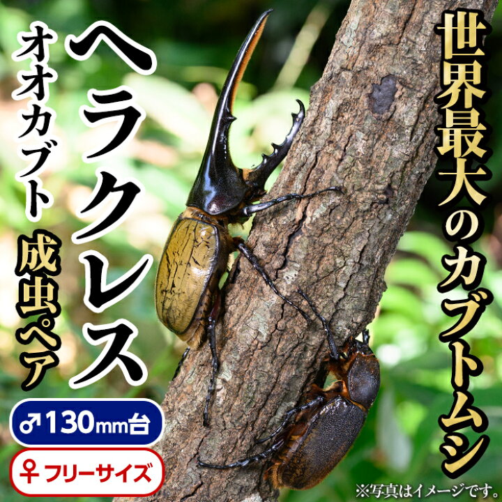 楽天市場】【ふるさと納税】ヘラクレスオオカブト (ヘラクレス 