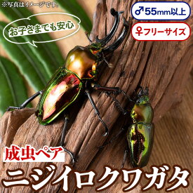 【ふるさと納税】ニジイロクワガタ 成虫ペア オス(55mm以上) メス(フリーサイズ) 鹿児島 クワガタ 虹色 雄 オス 昆虫 虫 むし 成虫 生体 飼育 生き物 生物【ビートル倶楽部】