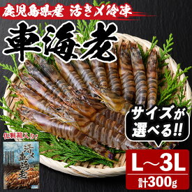 【ふるさと納税】＜サイズが選べる！＞鹿児島県産！活き〆冷凍車海老(L~3Lサイズ・300g) 化粧箱入り！くるまえび 海老 海鮮 海産物 国産 九州産 急速冷凍 ギフト 車海老 真空パック 養殖 L LL 3L【車海老日本株式会社】