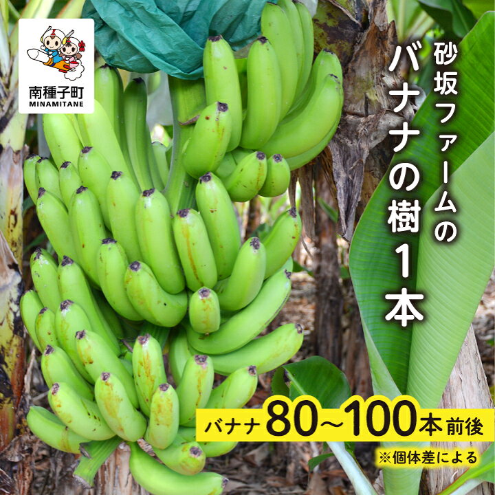 楽天市場】【ふるさと納税】 砂坂ファーム バナナ 樹 1本 ( 80本~100本 
