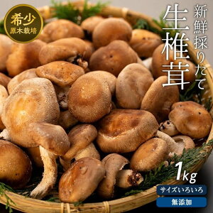yӂ邳Ɣ[Łz󏭁E؍͔|IvYEVN̂肽Đő 1kg (200g×5) |  VC^P  v  B ̂ { ԗi xi 