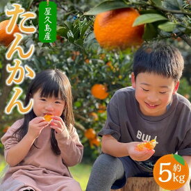 【ふるさと納税】【2026年発送】家庭用・訳あり 屋久島産たんかん5kg満杯箱(M～3Lサイズ混合・約30玉前後) | タンカン 国産 果物 くだもの フルーツ 柑橘 期間限定 屋久島町 鹿児島 屋久島 ふるさと 納税 お取り寄せ ご当地 家庭用