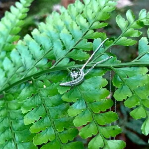 yӂ邳Ɣ[ŁzV_ [pteridophyte[ilbNXj