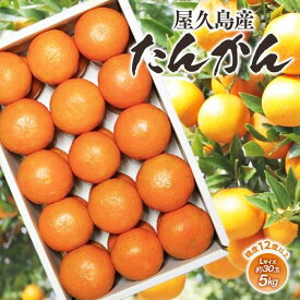 【ふるさと納税】2026年 屋久島産たんかん 約30玉入（約5kg／Lサイズ）＜先行予約／数量限定＞ | ふるさと 納税 お取り寄せ 取り寄せ ご当地 たんかん タンカン くだもの 果物 フルーツ 特産品 名産品 柑橘 柑橘類 かんきつ類 柑橘フルーツ 果実 国産