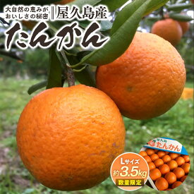 【ふるさと納税】2026年 屋久島産たんかん 約3.5kg・Lサイズ＜先行予約／数量限定＞ | 鹿児島県 屋久島町 鹿児島 屋久島 お取り寄せ 取り寄せ ご当地 たんかん タンカン くだもの 果物 フルーツ 柑橘 柑橘類 かんきつ類 柑橘フルーツ 果実 先行受付 数量限定