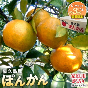 yӂ邳Ɣ[Łz2025N vY ۂ񂩂 ƒp 󂠂 3kg (S`MTCYEXLY)s\^ʌ聄 |  v  v A Ɨp n ۂ񂩂 |