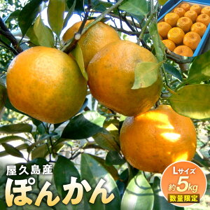 【ふるさと納税】2025年 屋久島産 ぽんかん 約5kg・Lサイズ<先行予約/数量限定> | 鹿児島県 屋久島町 鹿児島 屋久島 お取り寄せ ご当地 ぽんかん ポンカン くだもの 果物 フルーツ 柑橘 柑