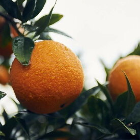 【ふるさと納税】大山果樹園おすすめ 屋久島たんかん 約5kg【家庭用・訳あり】