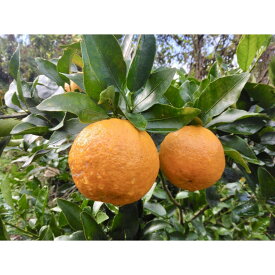 【ふるさと納税】【2026年1月中旬以降発送】完熟！あま～い 屋久島ぽんかん 約3kg＜先行予約＞