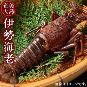 yӂ邳Ɣ[Łz哇 ˓Y ɐCV 2kgivC̉tj | 2L  哇 Gr ˓   B CN    vC  