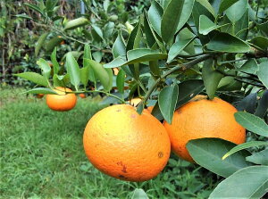 yӂ邳Ɣ[Łzstx_̉ ÔVP 3kg