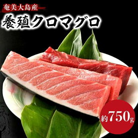 【ふるさと納税】奄美大島産養殖クロマグロ（3柵セット） | マグロ 大トロ 中トロ 赤身 約750g 3柵 鮪 刺身 養殖 クロマグロ 海鮮丼 手巻き寿司 魚介類 海鮮 高級 お取り寄せ グルメ ギフト おつまみ 鹿児島県 瀬戸内町 黒マグロ 送料無料 瀬戸内 奄美 奄美大島 鹿児島 九州