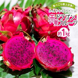 【ふるさと納税】奄美産 食べごろ樹上完熟『赤蜜ドラゴンフルーツ』約1kg（2〜3玉）＜北海道・沖縄県配送不可＞ | 果物 くだもの フルーツ お取り寄せ グルメ 人気 おすすめ 九州 奄美 奄美大島 鹿児島県 送料無料 先行受付