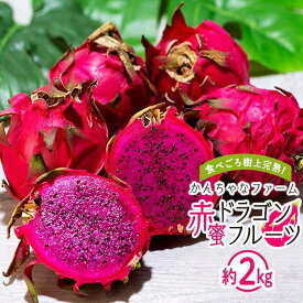 【ふるさと納税】奄美産 食べごろ樹上完熟『赤蜜ドラゴンフルーツ』約2kg（5〜6玉）＜北海道・沖縄県配送不可＞ | 果物 くだもの フルーツ お取り寄せ グルメ 人気 おすすめ 九州 奄美 奄美大島 鹿児島 鹿児島県 送料無料 先行受付