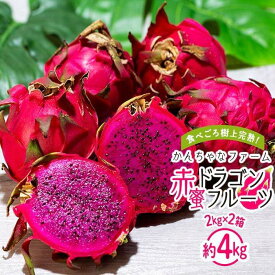 【ふるさと納税】奄美産 食べごろ樹上完熟『赤蜜ドラゴンフルーツ』2kg×2箱セット＜北海道・沖縄県配送不可＞ | 果物 くだもの フルーツ お取り寄せ グルメ 人気 おすすめ 九州 奄美 奄美大島 鹿児島 鹿児島県 送料無料 先行受付