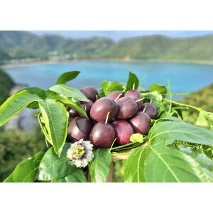 yӂ邳Ɣ[Łzy2026NzscĩpbVt[ct哇˓Y@12^1kg^󏭂ȓ썑t[c^_IWiϔ