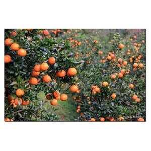 yӂ邳Ɣ[Łzy2026N s\zx_̉񂩂 5kg STCY | ʕ t[c s\ ʌ   哇 ˓   B  