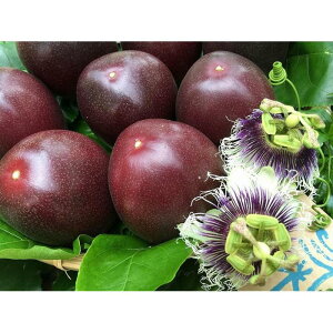 yӂ邳Ɣ[Łzystz哇 pbVt[c 3kg@iolj |  ˓ B 哇  xi ԗi Yi Yi n O  ʕ  g