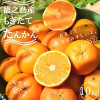 大人気の徳之島産たんかん！