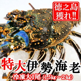 【ふるさと納税】新鮮なまますぐ冷凍!!徳之島産冷凍“特大”伊勢海老1尾（1.5kg以上） （ 伊勢えび イセエビ いせえび 伊勢えび 伊勢エビ えび エビ 海老 鍋 ご馳走 海の幸 料理 焼き 人気 海産物 家族 正月 お祝い ）